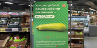 «Пятерочка» выяснила средний размер кабачка россиянина - Вести Подмосковья
