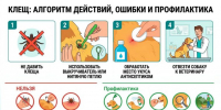 Более 1300 жителей Волгоградской области покусали клещи - Volganet.Net
