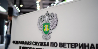 О вреде амброзии трехраздельной - Минсельхоз КБР