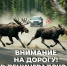 В Ленобласти начался сезон гона лосей - ЛенТВ24