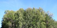 Лес в Оренбургской области, фото из архива - Ural56.Ru
