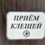 Чаще всего клещи присасываются на дачных участках и огородах, а также на придомовой территории. - Новгородские Ведомости