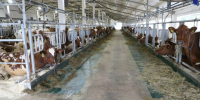 Эссойльские молочные продукты могут появиться в магазинах федеральной сети - StolicaOnego.Ru