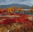 Фото: kaikups/Shutterstock/Fotodom - Ямал-Медиа
