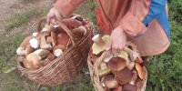 Можно ли замораживать грибы сырыми или сначала нужно их отварить: запомните раз и на всю жизнь - Город Киров