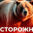 Памятка: Осторожно медведи!. - Северо-Енисейский муниципальный округ