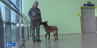 В Якутске впервые состоялся Кубок по многоборью среди кинологов правоохранительных органов - ГТРК Саха