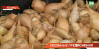 Дачникам рассказали, как хранить лук, чтобы он пережил зиму - ТРК Татарстан-Новый век