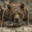 image - GazetaRB.Ru