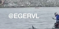 Фото: Скриншот из видео | Акулы снова подошли к берегу Владивостока - PrimPress.Ru