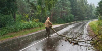 На Куршской косе дорогу завалило ветками - Комсомольская правда