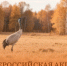 Иллюстрация из афиши акции Союза охраны птиц. - Вологодское отделение РГО