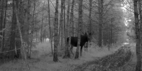 В лесах Марий Эл лоси теряют страх: что делать при встрече с агрессивным сохатым - Марийская правда