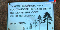 В заказнике "Озеро Щучье" высадили 250 сосен и выпустили новых краснокнижных птиц - ГТРК Санкт-Петербург