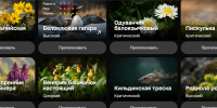 Голосование за животных и растения - ИА Nord-News.Ru