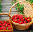 strawberry 230826 1 - Газета Магаданская правда