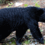 The Black Bear of Lake Louise - ИА Общественная служба новостей