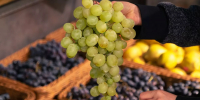 Виноград на Кубани подешевеет более чем на 30% из-за высокого урожая - Кубанские Новости
