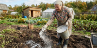 1 стакан в почву осенью — и картошка посыпется гроздьями: через год собираю по 3-4 тонны с сотки - ProGorod.Ru