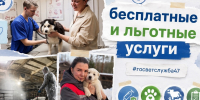 Бесплатная вакцинация и льготная стерилизация: Управление ветеринарии Ленобласти напоминает о мерах поддержки - Гатчинская служба новостей
