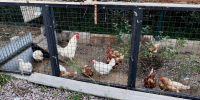 Петербургские ученые выяснили, как средство от сорняков бьет по репродуктивному здоровью кур - Neva.Today