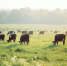 Фото: https://pnzreg.ru/ - Penza-Post.Ru