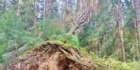45 населенных пунктов Псковского округа остаются без электроэнергии - Pln-Pskov.Ru