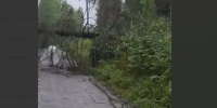 Под Приозерском работают энергетики - упала опора ЛЭП (видео) - 47 новостей