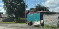 Блуждающий по Прокопьевску медведь не найден и не пойман - Prokopievsk.ru