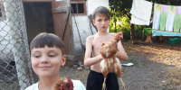 Лапы, хвосты, клювы и бассейн - Газета В 24 часа