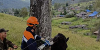 В Шарыповском округе спасатели избавили коня от намотавшейся вокруг шеи проволоки - Газета Красноярский рабочий