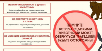 Правила при встрече с диким животным. - Администрация Павловского района
