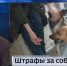 Темы дня: Туристический поток. Штрфы владельцам собак. Лотосы зацвели - ГТРК Владивосток