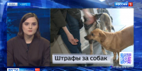 Темы дня: Туристический поток. Штрфы владельцам собак. Лотосы зацвели - ГТРК Владивосток