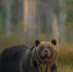 image - GazetaRB.Ru