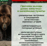 Администрация информирует: «медвежья» ситуация под контролем! - Междуреченский городской округ