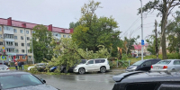 Деревья раздавили припаркованные автомобили в Южно-Сахалинске - CitySakh.Ru