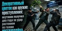 Декоративный цветок как орудие преступления: якутянин получил два года за удар растением по голове росгвардейца - ИА SakhaTime