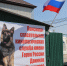 Собаки в помощь людям на СВО - Челябинская городская дума