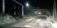 В Братском районе медведь забрёл к жилым домам - КП-Иркутск