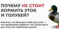 Ответственная забота о братьях наших меньших: как не навредить дикой природе в городе - Альметьевский район