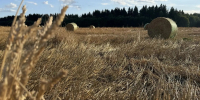 Александр Дрозденко поделился фотографиями августовских полей в Ленобласти - 47Channel.Ru