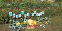 Эксперименты с агрокультурами митинских школьников оценили эксперты - Новый мир