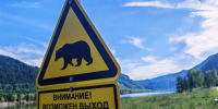 В Хакасии за выходные добыли трех медведей - ИА Хакасия