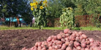Как сохранить картофель до весны: челнинский биолог дал 5 главных советов - TatPressa.Ru