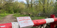 В Курской области ввели запрет на посещение лесов. Что делать грибникам? - Друг для Друга