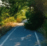 В непроходимые джунгли превратились велодорожки в Волжском - Блокнот Волжского