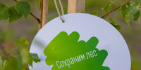 Томская область присоединилась к VIII сезону всероссийской акции «Сохраним лес» - Департамент лесного хозяйства
