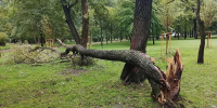 Фото: комитет по благоустройству Петербурга - Мой район