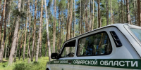 В самарских лесах выявили захламление лесосек и незаконный выпас скота - Комсомольская Правда Самара